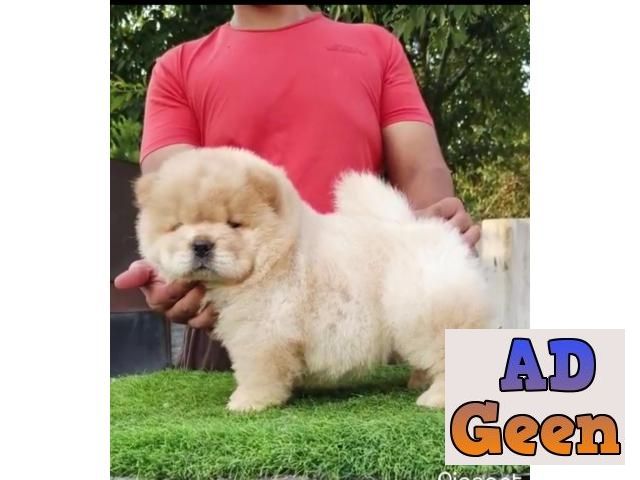 used All Breed Top Quality puppies available 9891116714 Chow Chow for sale 